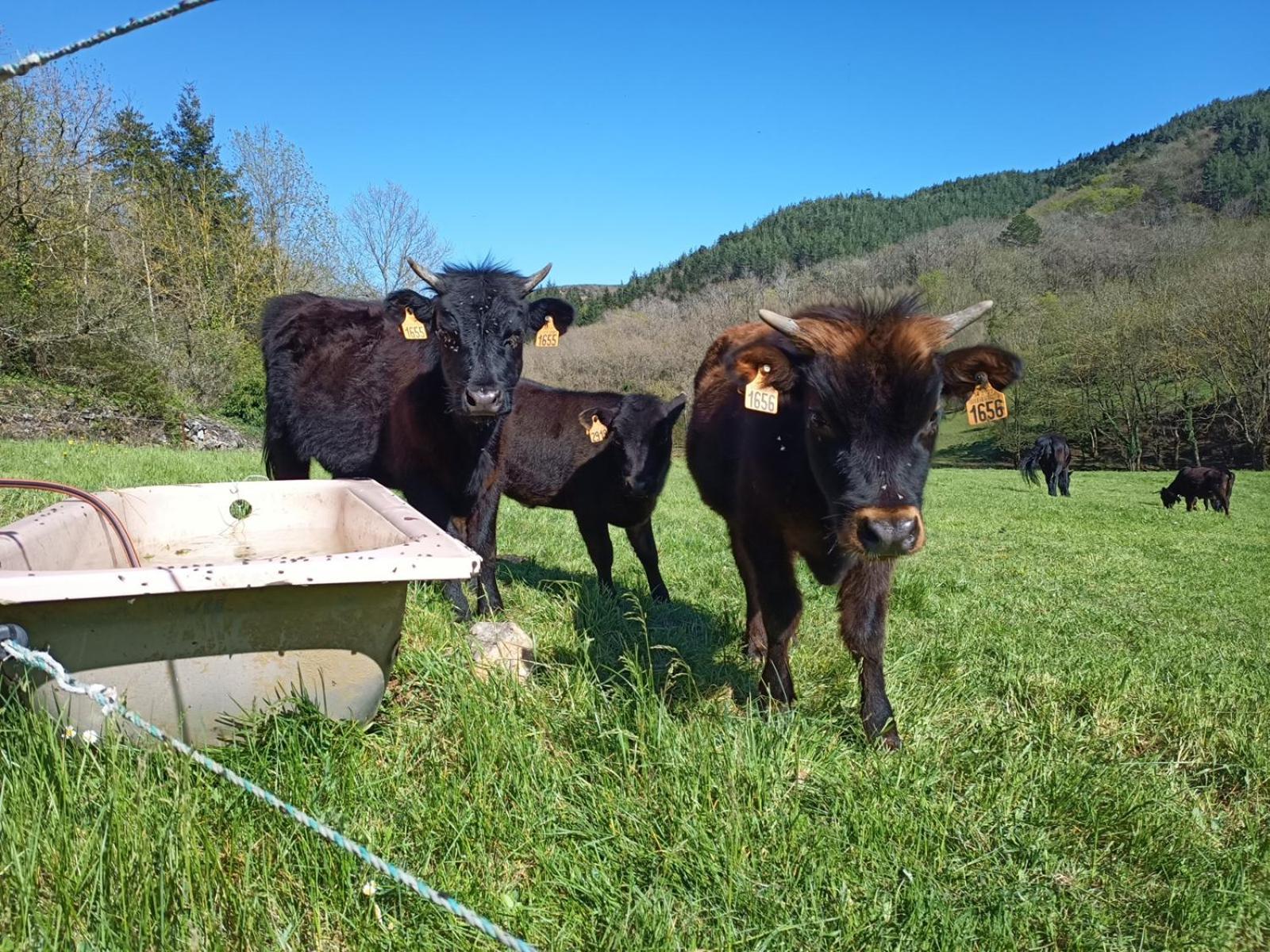 Ferme Les Therondels Saint-Pons-de-Thomieres Kültér fotó