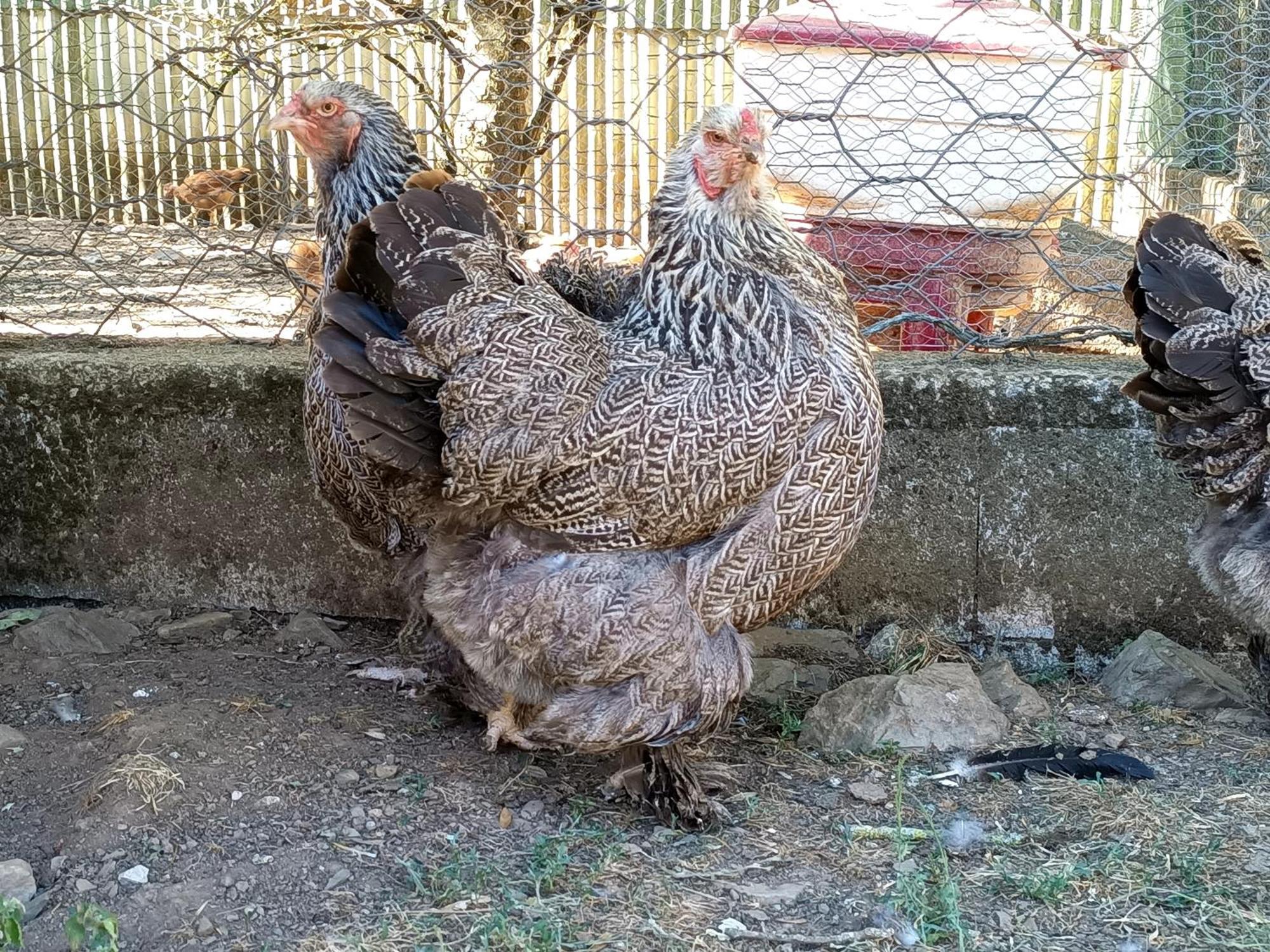 Ferme Les Therondels Saint-Pons-de-Thomieres Kültér fotó